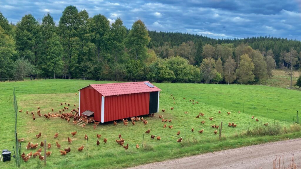 Äggmobil i Sundhult, med höns som betar och värper grönbetesägg