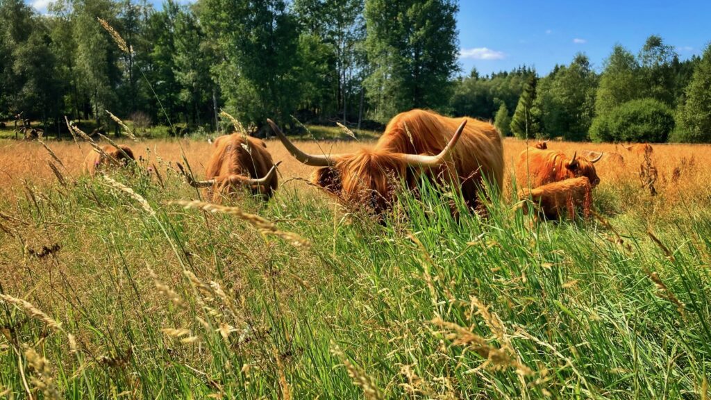 Solskensfarmarnas highland cattle på rotationsbete på Sundhults ägor